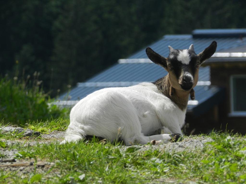 Blasbichlerhof Ramsau am Dachstein Exteriör bild